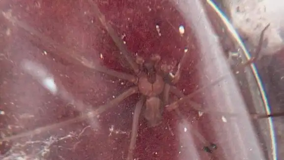 Ejemplar de araña violinista Ejemplar de araña violinista
