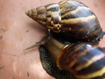 Caracol Gigante Africano Caracol Gigante Africano