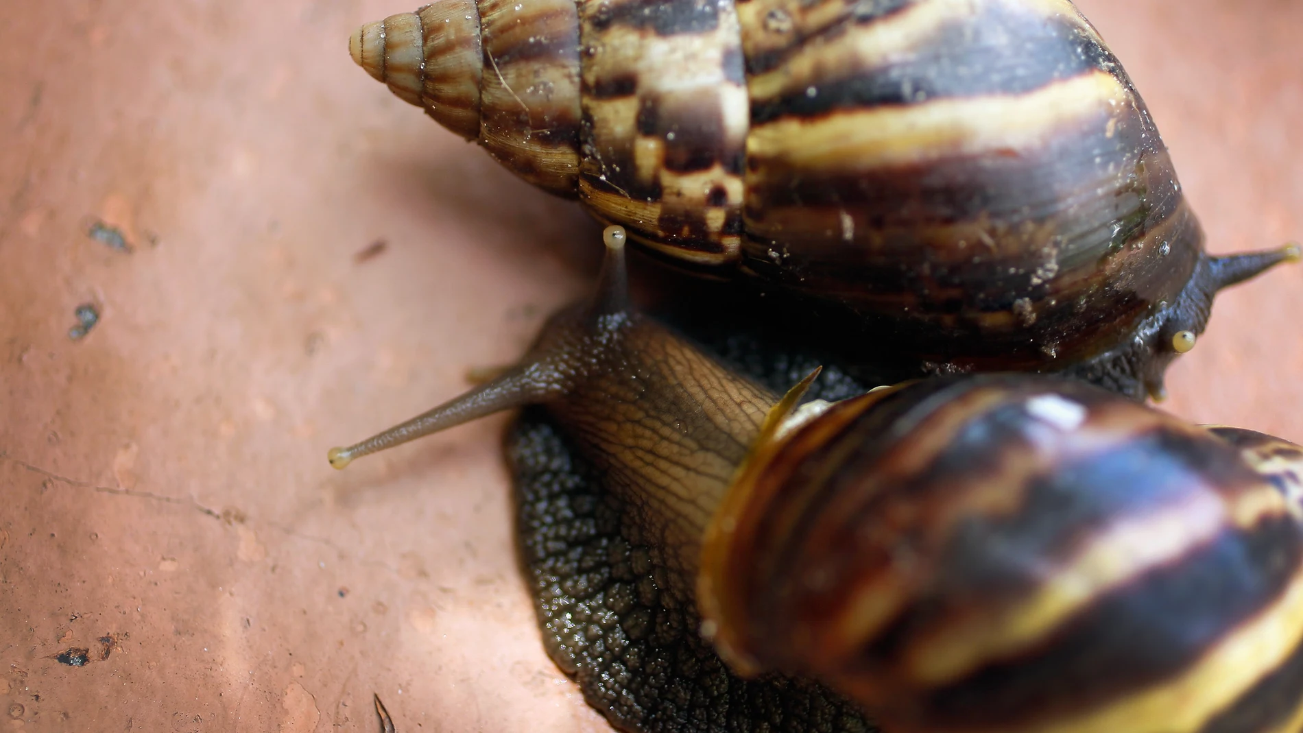 Caracol Gigante Africano Caracol Gigante Africano