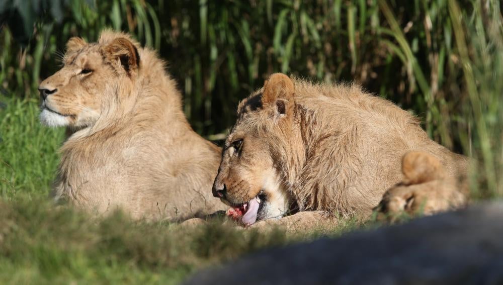 Imagen de archivo de dos leones