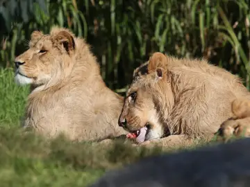 Imagen de archivo de dos leones Imagen de archivo de dos leones