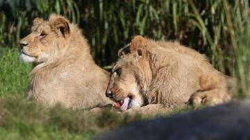 Varios leones matan a un supuesto cazador furtivo en Sudáfrica y dejan su  cuerpo inidentificable