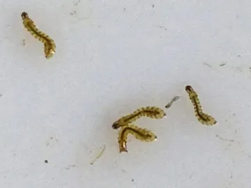 Larvas de mosca negra Larvas de mosca negra