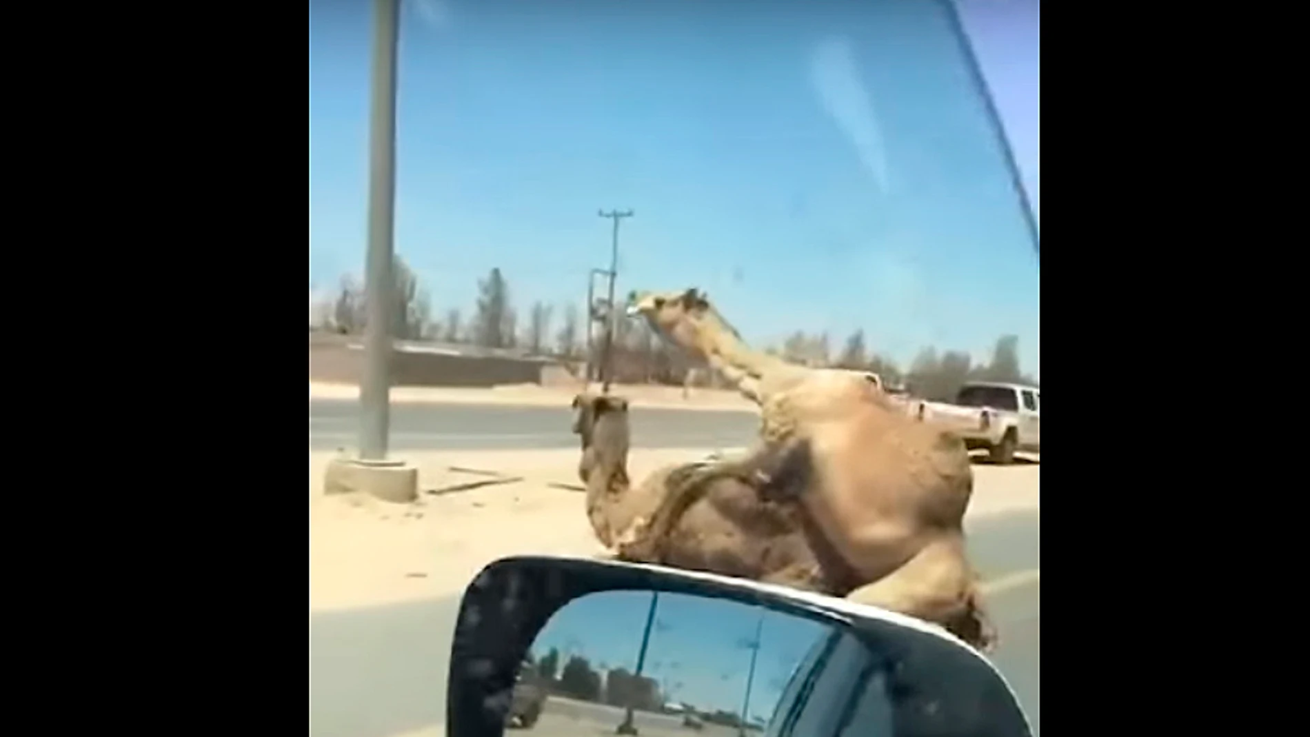 Una pareja de camellos se aparea en la autovía