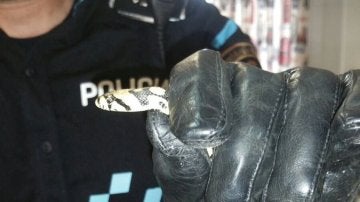 Un agente muestra la serpiente capturada en el aula de informática
