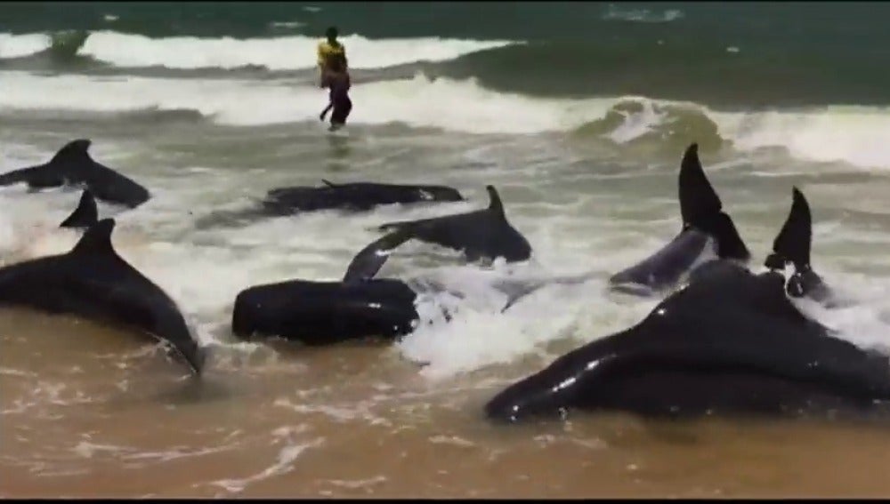 Frame 10.912 de: Una veintena de ballenas varadas como consecuencia del ciclón Mora en Sri Lanka