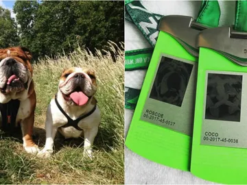 Los perros de Hamilton, con acreditación oficial de la Fórmula 1 Los perros de Hamilton, con acreditación oficial de la Fórmula 1