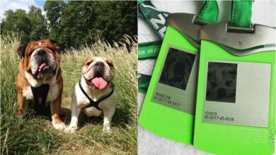Los perros de Hamilton ya tienen su acreditación oficial de la Fórmula 1
