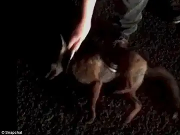 Universitarios de Reino Unido matan animales con motivo de una competición Universitarios de Reino Unido matan animales con motivo de una competición