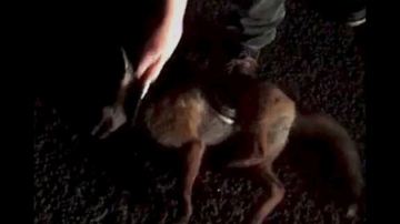 Universitarios de Reino Unido matan animales con motivo de una competición
