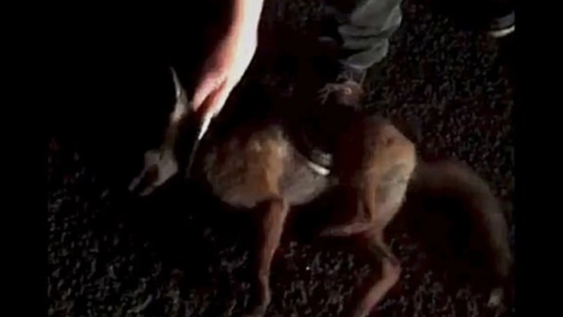 Universitarios de Reino Unido matan animales con motivo de una competición Universitarios de Reino Unido matan animales con motivo de una competición
