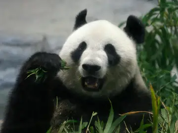 Panda gigante (12-06-2017) Panda gigante (12-06-2017)