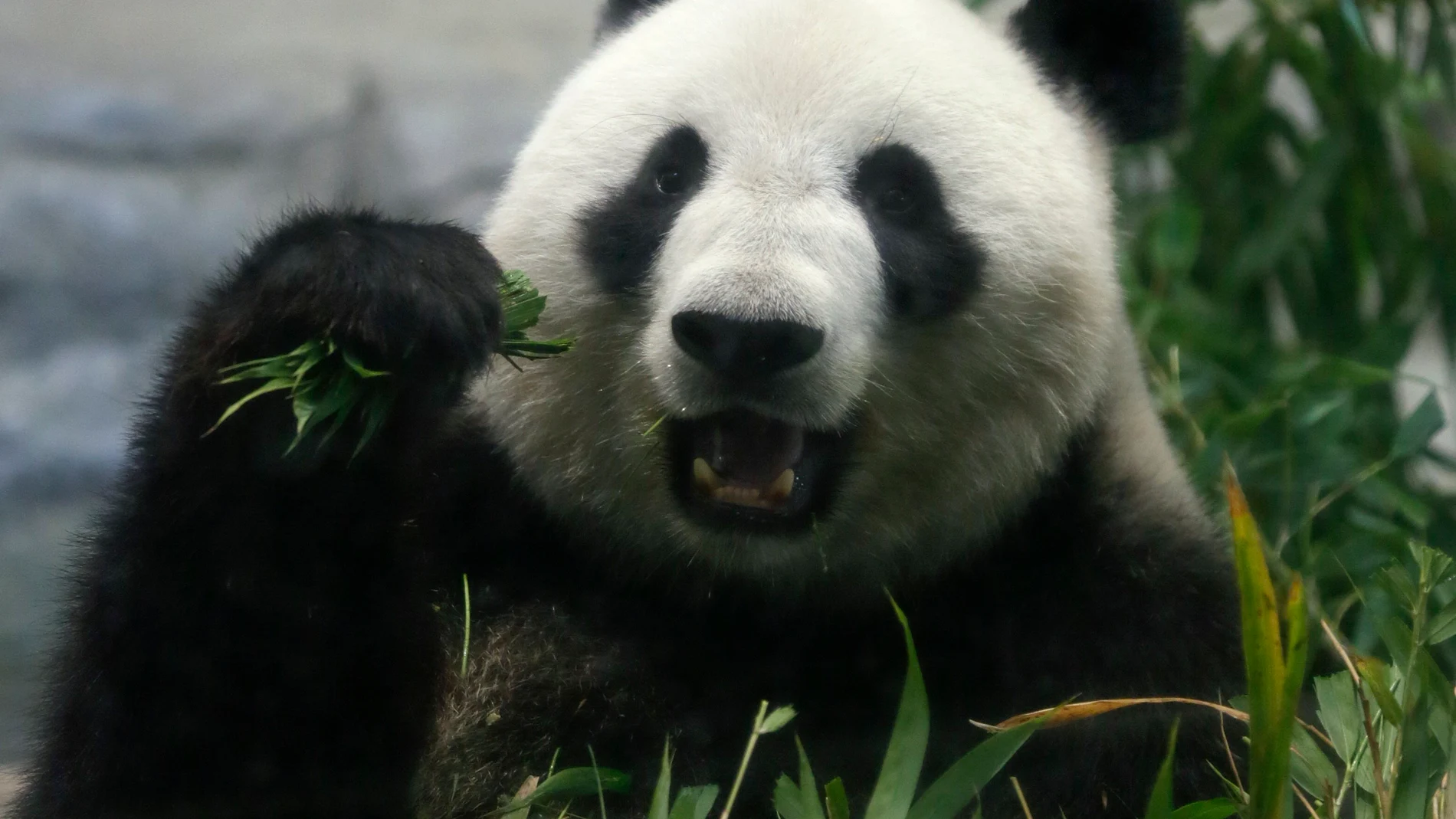 Panda gigante (12-06-2017) Panda gigante (12-06-2017)