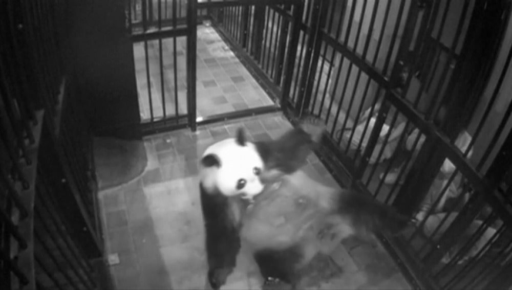 Frame 3.32445 de: Nace por primera vez en 5 años un oso panda gigante en un zoológico de Tokio