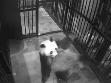 Frame 3.32445 de: Nace por primera vez en 5 años un oso panda gigante en un zoológico de Tokio Frame 3.32445 de: Nace por primera vez en 5 años un oso panda gigante en un zoológico de Tokio
