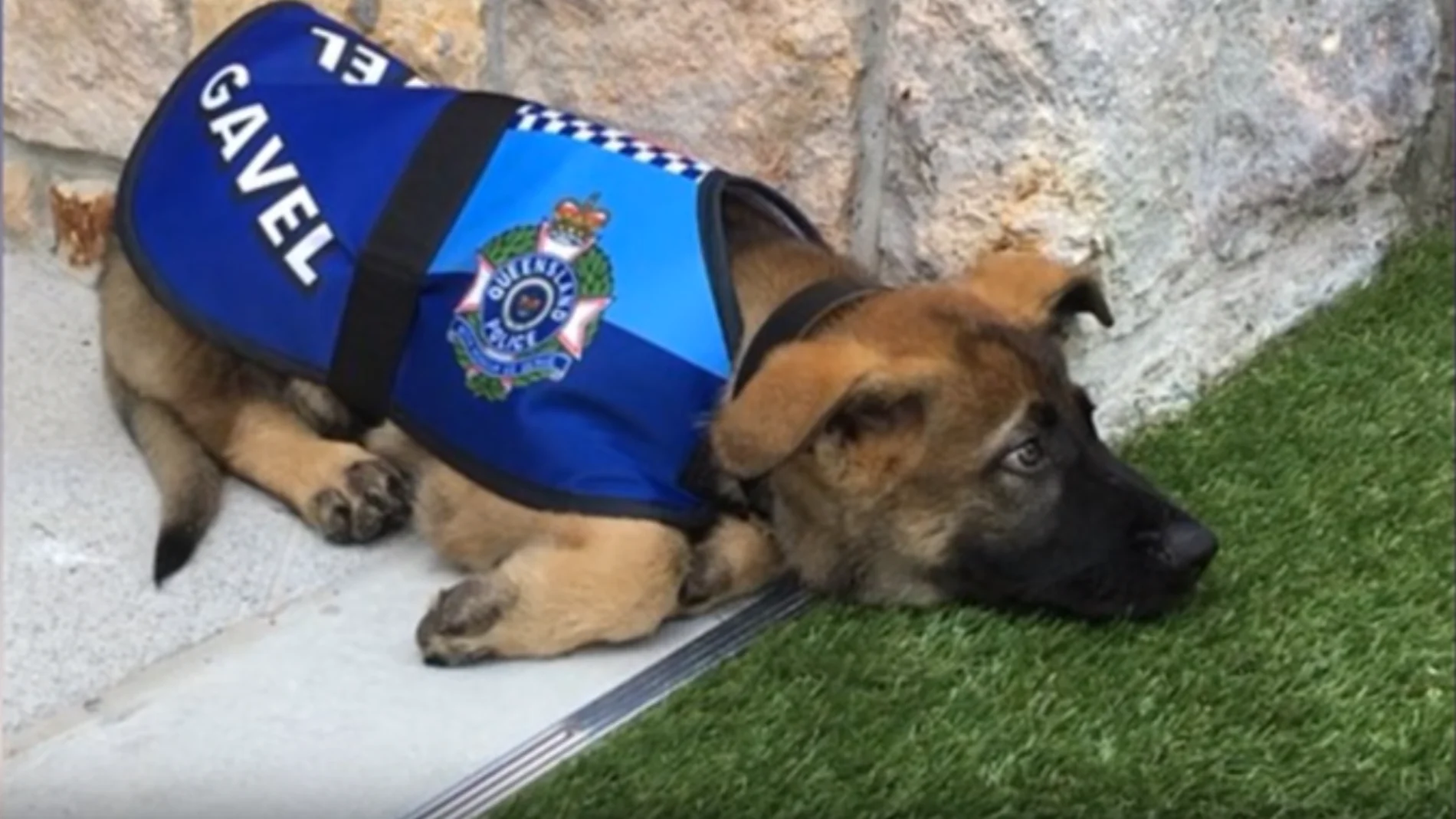 Perro policía Perro policía