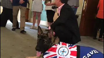 Perro policía Perro policía