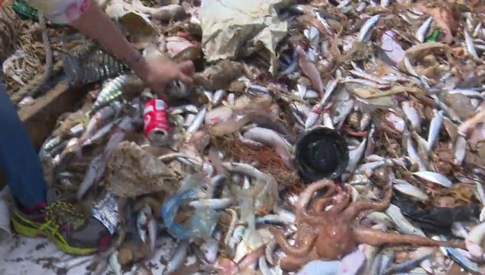 Frame 20.97829 de: Los pescadores recogen plásticos en el mar para reciclarlos