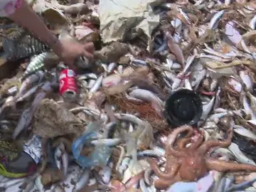 Frame 20.97829 de: Los pescadores recogen plásticos en el mar para reciclarlos Frame 20.97829 de: Los pescadores recogen plásticos en el mar para reciclarlos