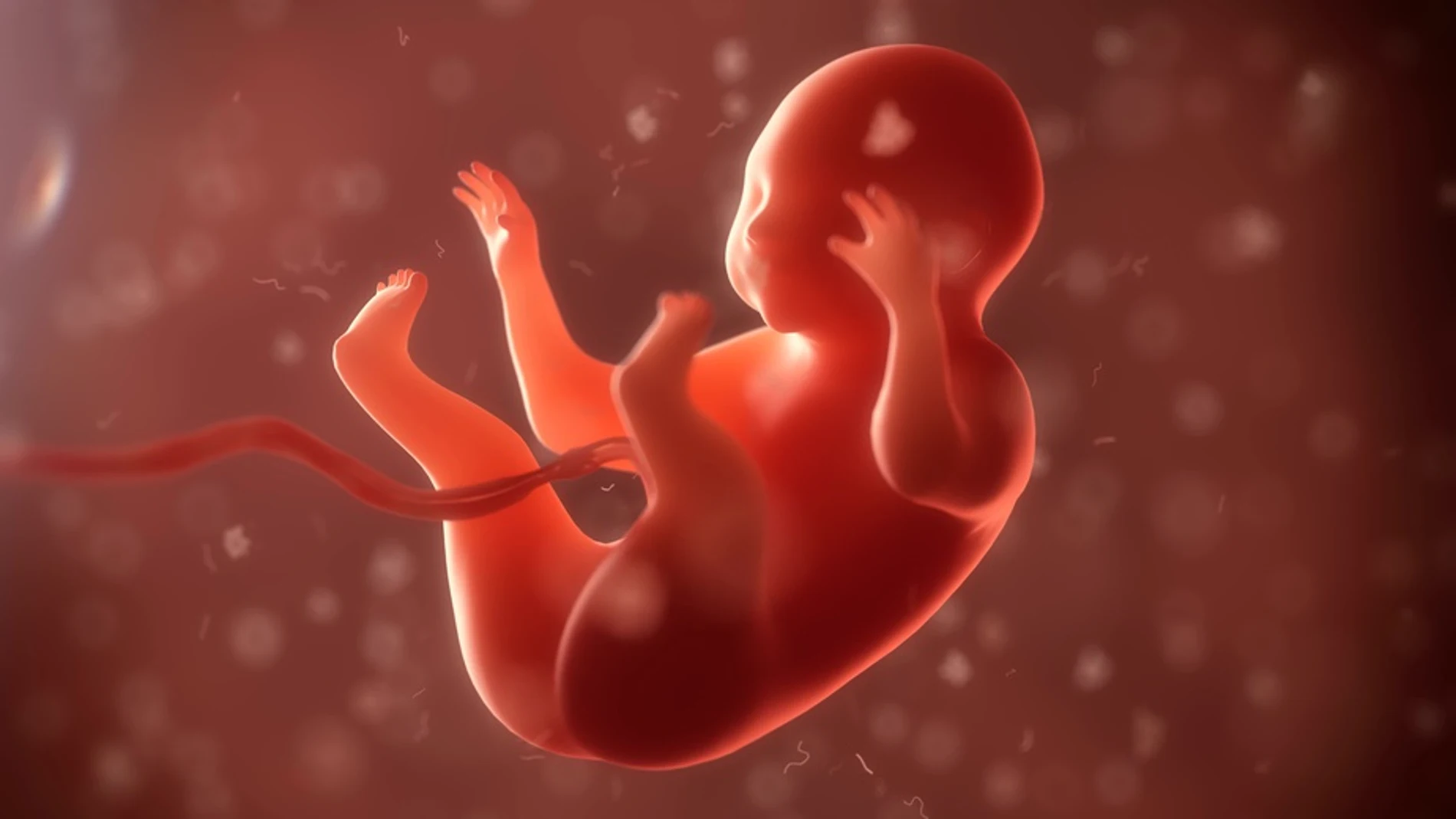 Imagen de un feto en tres dimensiones. Imagen de un feto en tres dimensiones.
