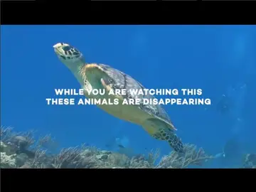 Vídeo para concienciar sobre el trato a los animales Vídeo para concienciar sobre el trato a los animales