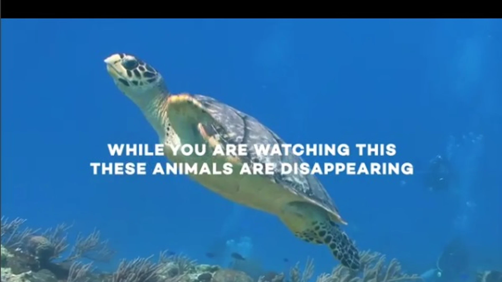 Vídeo para concienciar sobre el trato a los animales Vídeo para concienciar sobre el trato a los animales