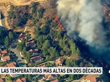 calorusa calorusa