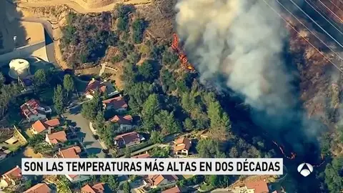 calorusa calorusa
