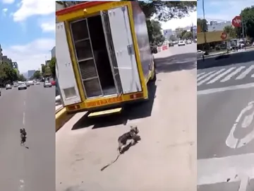 Persecución de un perro en México Persecución de un perro en México