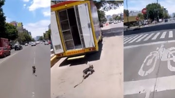 Persecución de un perro en México