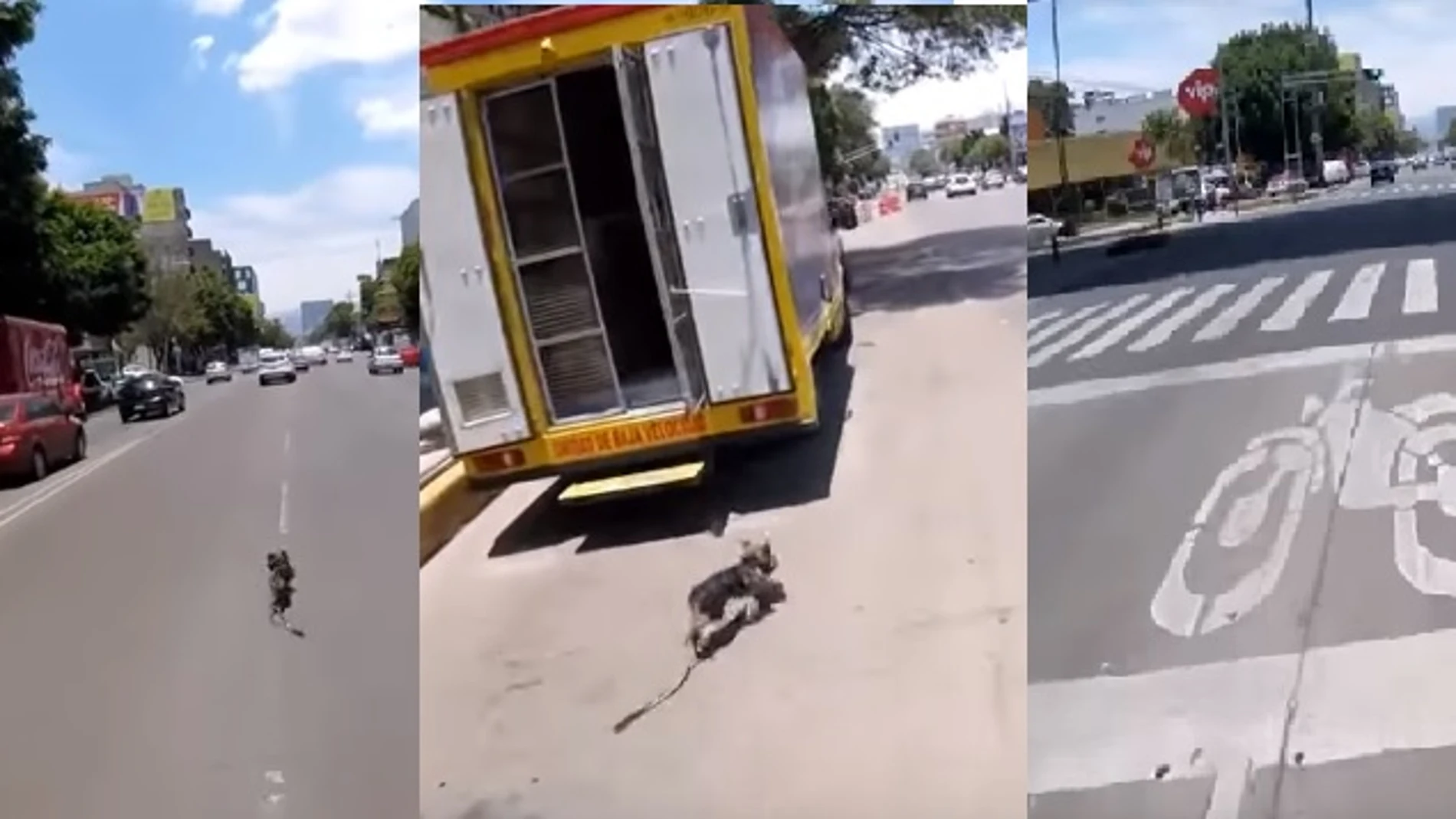 Persecución de un perro en México Persecución de un perro en México