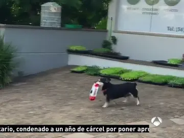 Pituco recoge su comida Pituco recoge su comida