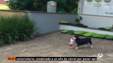 Pituco, el perro que triunfa en Internet por ir él solo a recoger su comida a la tienda de mascotas