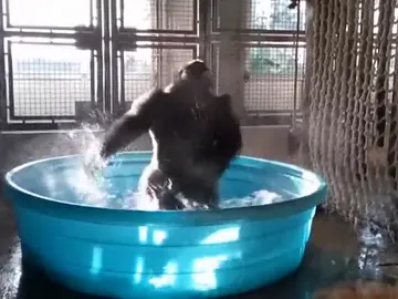 Una gorila de 14 años sorprende por su pasión por el baile en el agua Una gorila de 14 años sorprende por su pasión por el baile en el agua