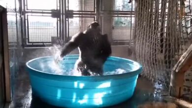 Una gorila de 14 años sorprende en las redes sociales por su pasión por el baile en el agua