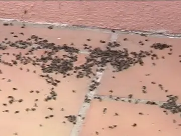 Una plaga de moscas hace la vida imposible Una plaga de moscas hace la vida imposible