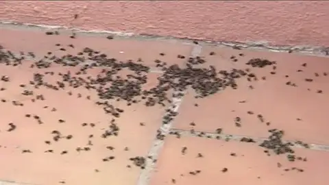 Una plaga de moscas hace la vida imposible Una plaga de moscas hace la vida imposible