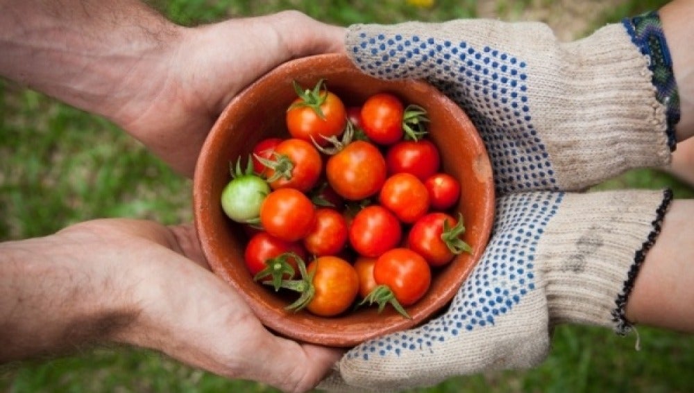TOMATES BIO