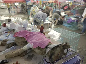 Perros liberados de camino al festival Perros liberados de camino al festival