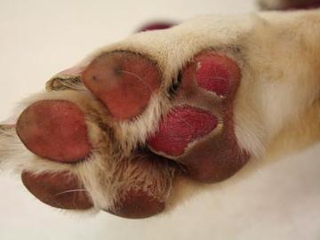 Los perros pueden sufrir quemaduras en sus patas por el calor del asfalto