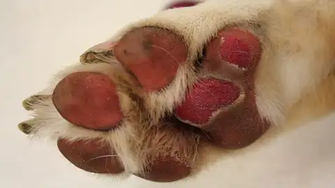 Los perros pueden sufrir quemaduras en sus patas por el calor del asfalto Los perros pueden sufrir quemaduras en sus patas por el calor del asfalto