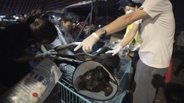 Rescatan a 1.000 perros y gatos que iban a ser sacrificados para un festival