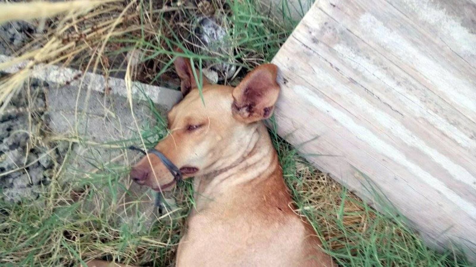Rescatan a una podenca atada de patas y boca y abandonada a pleno sol en Almería