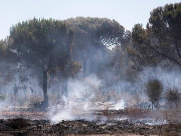 Incendio en Doñana