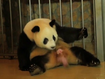 Nacen un macho y una hembra de oso panda gigante en un centro de cría de China