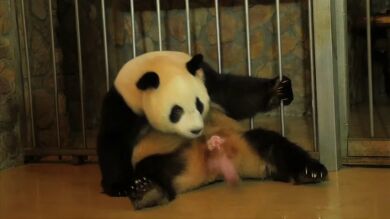 Nacen un macho y una hembra de oso panda gigante en un centro de cría en China