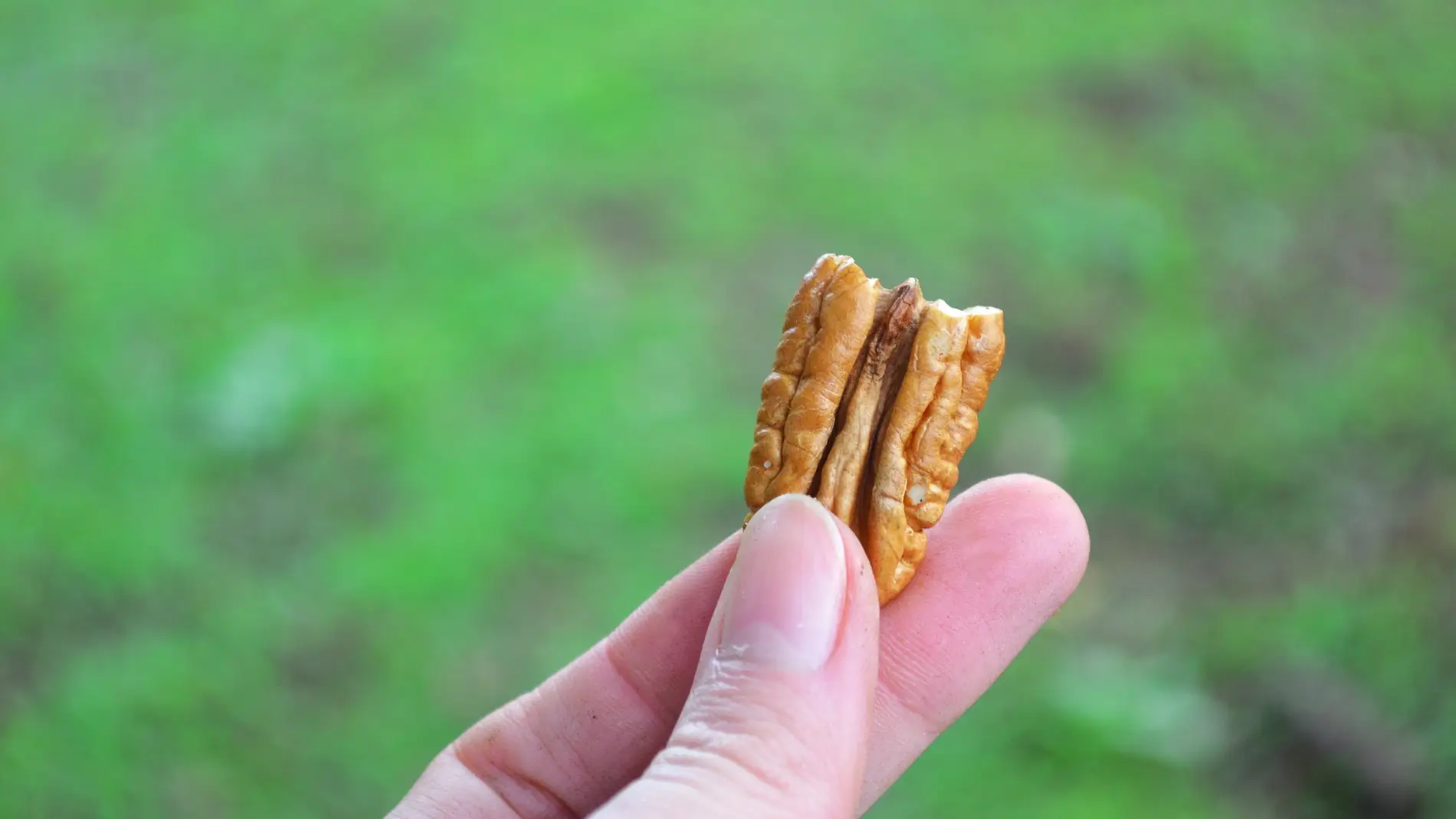 Las nueces, ricas en PUFAs.