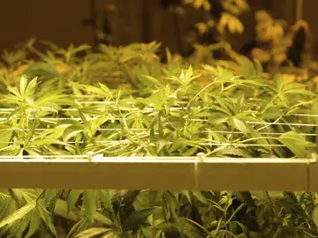 Una plantación de marihuana en una imagen de archivo Una plantación de marihuana en una imagen de archivo