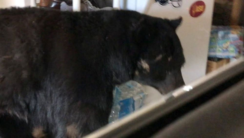 Oso en el garaje