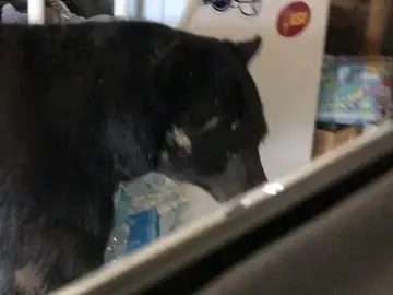 Oso en el garaje Oso en el garaje
